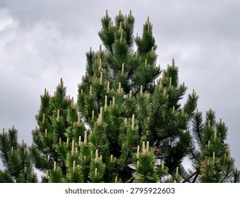 Close-up view of the top of a pine tree covered in fresh light green male cones and dense dark green needles, set against an overcast gray sky. The image