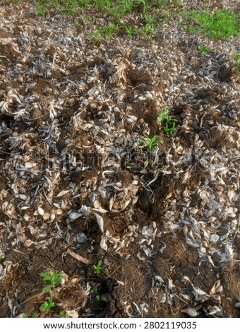A close-up view of trailing green frogfruit herbal runners crawling horizontally across dry earth and organic mulch in daylight.