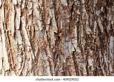 close-up view of tree bark 