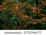 Close-up view of tree branches adorned with a mix of green and browning leaves during the twilight hours of autumn