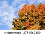 A close-up view of a tree canopy showcasing the brilliant colors of fall foliage against a backdrop of white clouds and blue sky