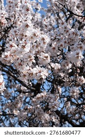 A close-up view of a tree in full bloom featuring dense clusters of delicate white flowers with pink centers against a clear blue sky.