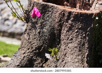 Close-up view of a tree stump with rough, textured bark showing signs of new growth and regeneration. A bright pink marker ribbon is attached to the upper left side of the stump. Fresh green sprouts emerge from the bark, including a delicate white flower blossom, demonstrating resilience and the renewal of life. The tree trunk has been cut, revealing the weathered interior wood at the top. The background is softly blurred, showing hints of green grass and natural outdoor surroundings. The image captures themes of hope, survival, and nature's ability to regenerate after destruction. Photographed in Japan.