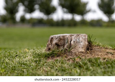 Close-up view of tree stump - surrounded by lush green grass - blurred park background. Taken in Toronto, Canada.
