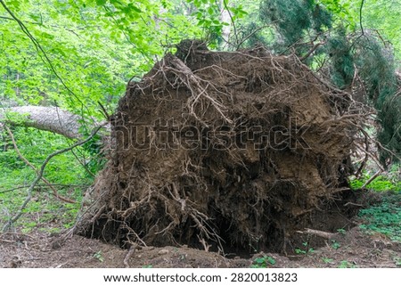 A close-up view of a tree torn from the ground by its roots by a strong wind at the edge of a forest. The roots and soil are clearly visible. Trees, leaves, and bushes are in the background.