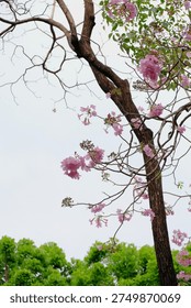 A close-up view of a tree trunk with branches adorned with clusters of soft pink trumpet-shaped flowers, set against a pale sky and lush green trees in the background