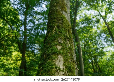 A close-up view of a tree trunk covered in bright green moss, surrounded by dense forest vegetation. The image captures the natural texture and calm ambiance of an untouched woodland area