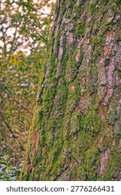 A closeup view of a tree trunk covered in green moss, surrounded by blurred foliage in the background