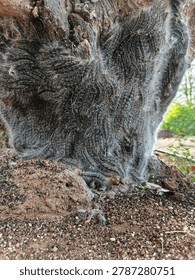 
Close-up view of a tree trunk covered with a dense cluster of hairy processionary caterpillars crawling together on rough bark. The natural outdoor setting shows soil and green foliage in the background. Captures wildlife, insect behavior, and nature infestation in detail.