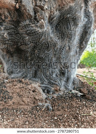 
Close-up view of a tree trunk covered with a dense cluster of hairy processionary caterpillars crawling together on rough bark. The natural outdoor setting shows soil and green foliage in the background. Captures wildlife, insect behavior, and nature infestation in detail.
