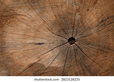 Close-up view of a tree trunk cross section showing natural annual growth rings, wood grain texture, and organic patterns. Ideal as a background for forestry, sustainability, nature, woodworking, and environmental concepts.