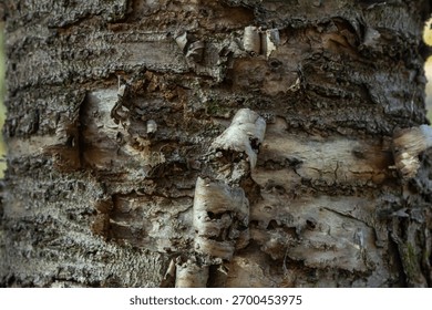 Close-up view of a tree trunk where bark texture reveals intricate patterns and colors. This vibrant scene captures the essence of a peaceful forest environment.