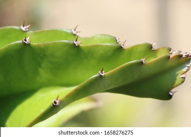 2,745 Triangle cactus Images, Stock Photos & Vectors | Shutterstock