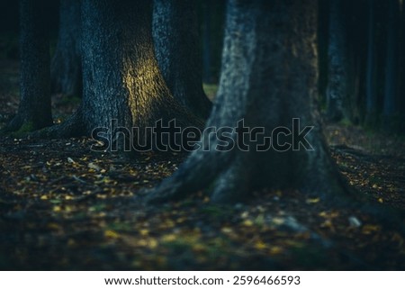 A close-up view of the trunks of trees in a magical forest