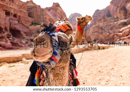 Close-up view of two beautiful camels in the Unesco World Heritage Site in Petra. Petra is a historical and archaeological city in southern Jordan.