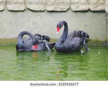 Close-up view of two black swans, with striking red beaks, preen in a tranquil pond, their iridescent feathers reflecting the still water. - Powered by Shutterstock