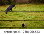 A close-up view of two blackbirds, one perched on a rustic iron fence and the other on the ground, surrounded by a vibrant green field in Ireland. The scene captures the peacefulness of rural life.