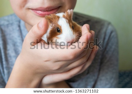 Closeup view of two cute small baby guinea pigs of several weeks old and cute happy smiling white kid laying in bed at home playing with his pets. Horizontal color photography.