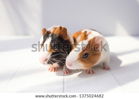 Closeup view of two cute small baby guinea pigs on sunny white background. Horizontal color photography.