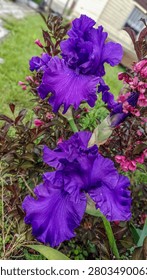 Close-up view of two deep purple bearded iris flowers with ruffled petals, surrounded by dark foliage and small pink blossoms