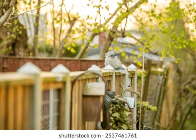 The close-up view of two doves perching on the wooden fence - Powered by Shutterstock