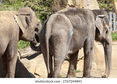 A close-up view of two elephants, one facing away and the other partially visible, engaged in an interaction within their habitat