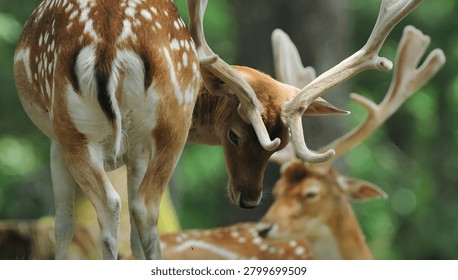 A close-up view of two fallow deer with distinctive spotted coats and branched antlers, interacting within a lush green forest setting with blurred foliage.