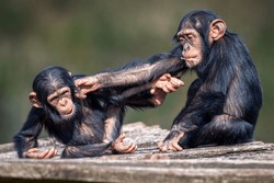 A Closeup View Of Two Funny Young African Chimpanzees Fighting And Having Fun