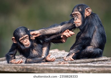 A closeup view of two funny young African chimpanzees fighting and having fun