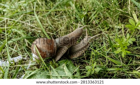Close-up view of two Helix aspersa snails with their shells and antennae visible, crawling on damp grass blades