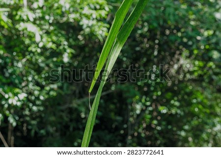 A close-up view of two leaves from the same angle as the previous image. One leaf is greener, the other is more yellowish.