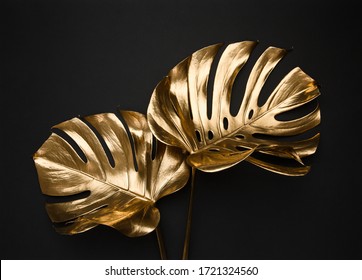 Closeup view of two luxurious golden painted tropical monstera leaves artistic composition. Abstract black background isolated. Creative jewelry concept.
