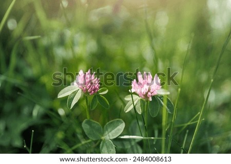 Close-up view two pink clover flowers blooming at lush green grass meadow in soft sunlight morning sunrise light. Natural wildflowers floral spring background