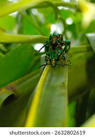 Close-up view of two shiny green jewel beetles mating on a green leaf in a tropical environment. Captures the natural behavior and iridescent beauty of beetles in their habitat.
