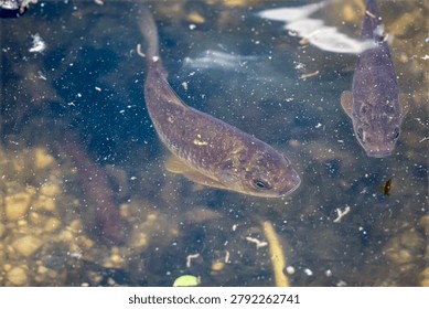 A close-up view of two small fish swimming in shallow, murky water, with visible pebbles and organic debris on the pond floor