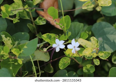 Close-up view of two small white flowers with prominent purple stamens surrounded by lush green and yellow leaves, showcasing natural beauty and botanical detail