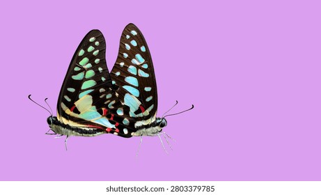 A close-up view of two Tailed Jay butterflies (Graphium agamemnon) mating, captured against a solid light purple background, highlighting their intricate wing patterns.
