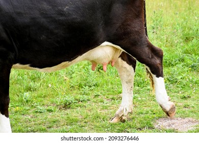 Close-up View Of The Udders On A Black And White Cow Grazing On Pasture In A Farm Field. No People. 