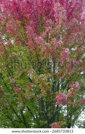 Close-up view of a varicolored maple tree in autumn