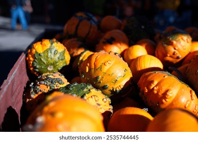 A close-up view of various pumpkins and gourds in a wooden crate. The gourds are predominantly orange with green patches and bumpy textures, showcasing their unique shapes. The background is blurred, - Powered by Shutterstock