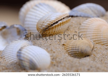 A close-up view of various textured seashells, including a partially open cockle, scattered on fine sand, evoking a serene beach or coastal theme.