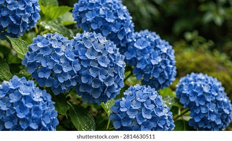 A close-up view of vibrant blue hydrangea flowers blooming in a lush garden setting with green foliage.