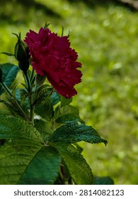 A close-up view of a vibrant, deep red rose in full bloom, accompanied by a tightly closed bud and lush green foliage