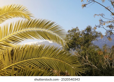 A close-up view of vibrant green palm leaves with a distant view of mountains under a clear blue sky in the background. - Powered by Shutterstock