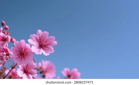 Close-up view of vibrant pink cherry blossoms in full bloom, set against a serene, cloudless blue sky.
