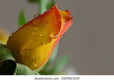 A close-up view of a vibrant yellow and red flower bud, delicately adorned with dew drops. The droplets glisten like tiny jewels on the petal, capturing the essence of a fresh morning in nature - Powered by Shutterstock