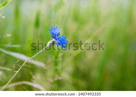 A close-up view of vivid blue cornflower blossoming on a sunlit meadow. Delight in the summer scenery featuring radiant wildflowers basking in the sun's warm embrace. Beautiful blur background