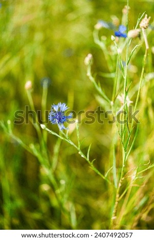 A close-up view of vivid blue cornflowers blossoming on a sunlit meadow. Delight in the summer scenery featuring radiant wildflowers basking in the sun's warm embrace. Beautiful blur background