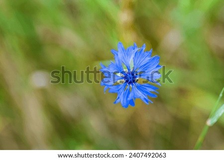 A close-up view of vivid blue cornflowers blossoming on a sunlit meadow. Delight in the summer scenery featuring radiant wildflowers basking in the sun's warm embrace. Beautiful blur background