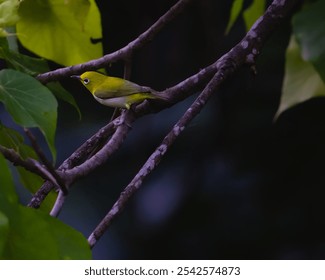 The close-up view of a Warbler White Eye perching on the tree branch - Powered by Shutterstock